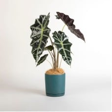 Sagittarius Plant