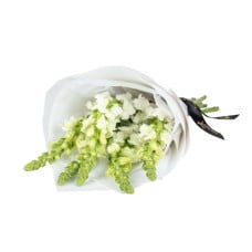 Floral Dragon (Standard)