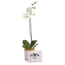 Orchid Lovers Gift Hamper