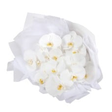 Classic White Orchid