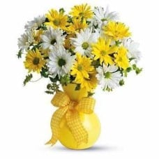 10 White and 10 Yellow Daisies (Standard)