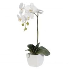1 White Orchid (Standard)