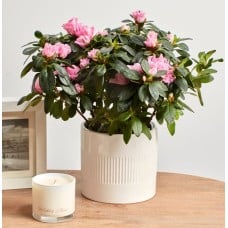 Pink Azalea in Ceramic