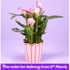 The Mother's Day Calla Lily Plant