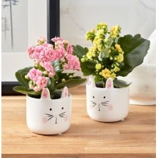 Bunny Kalanchoe Duo