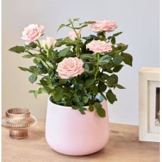Pretty in Pink Rose in Ceramic