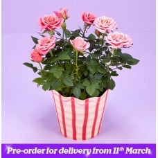 The Mother's Day Pink Rose Plant