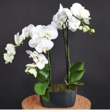 Sublime Orchids