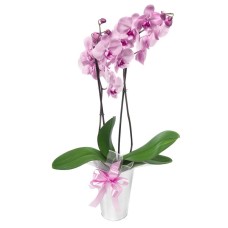 pink orchid phalaenopsis (Medium) — pink medium