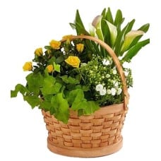 Cheerful Wishes Blooming Basket (Standard)