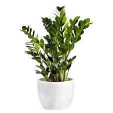 Green Plant Zamioculcas (Standard)