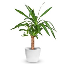 Yucca Plant (Standard)