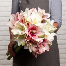 Spectacular Amaryllis