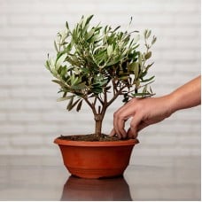 Olive tree
