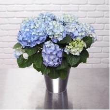 Blue Hydrangea