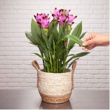 Curcuma Ornata