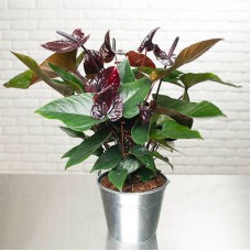 Black Anthurium