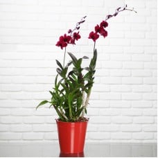 Dark Red Sa Nook Dendrobium