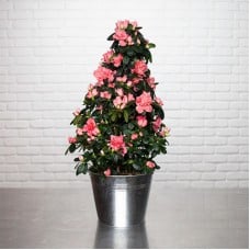 Pink Pyramid Azalea