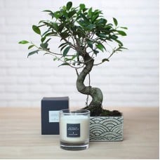 Bonsai and scented candle (25 cm)