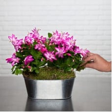 Vintage Orchid Cacti