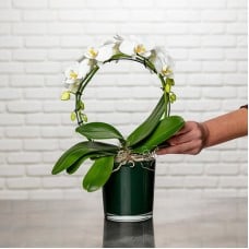 White Orchid Cascade
