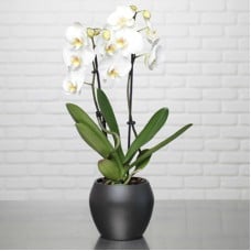 White phalaenopsis