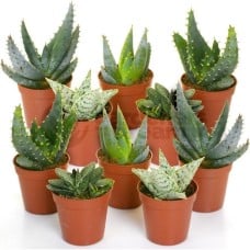 Aloe Vera Mix (10 Plants)