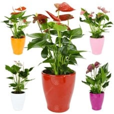 Anthurium in Ceramic Pot