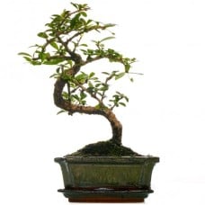 Bonsai Carmona - 30-40cm (Incl. Pot)