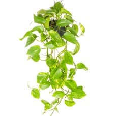 Epipremnum Aureum