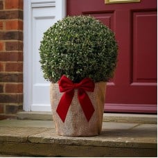 Festive Wrapped Buxus Topiary Ball Outdoor Plant Gift 30cm