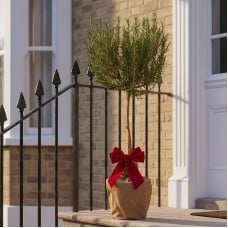 Festive Wrapped Rosemary Outdoor Patio Tree Gift 80-100cm(2-3ft)