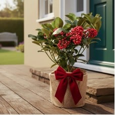 Festive Wrapped Skimmia Redruth Outdoor Plant Gift 40-50cm