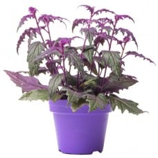Gynura Purple Passion - 10-20cm (Incl. Pot)