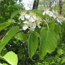 Malus Tschonoskii Tree