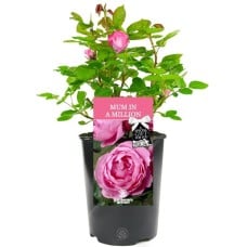 Mum In A Million Rose - Gift for Mum