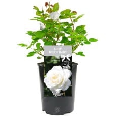 New Born Baby Rose - Gift for New Baby