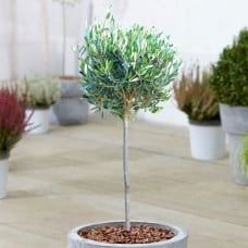 Olive Olea Europaea Patio Tree