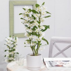 Orchid Dendrobium Nobile Apollon - 55-70cm (Incl. Pot)