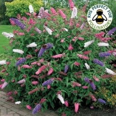 Buddleia Bush Tricolour Butterfly Mixed Colours