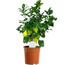 Citrus Lemon In 12Cm Pot