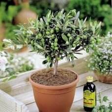 Olea Europea Common Olive Tree Evergreen Growing Food Hardy