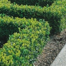 Buxus Sempervirens - Box Hedging Plant (9cm)