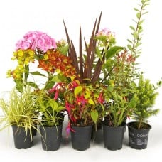 10 x Mixed Shrubs