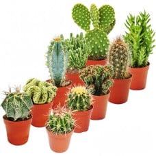 Cactus Mixed House Plants X 10