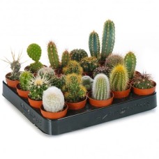 Cactus Mixed House Plants X 20