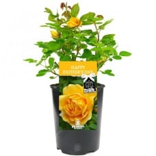 Happy Fathers Day Rose - Gift for Dad