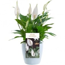 Pearl Wedding Peace Lily - 30Th Wedding Anniversary Gift