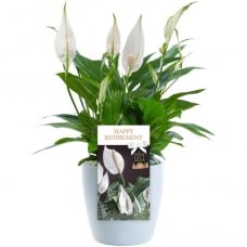 Happy Retirement Peace Lily - Retirement Gift